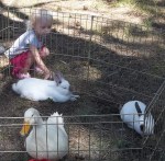 Petting Zoo