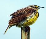 meadowlark